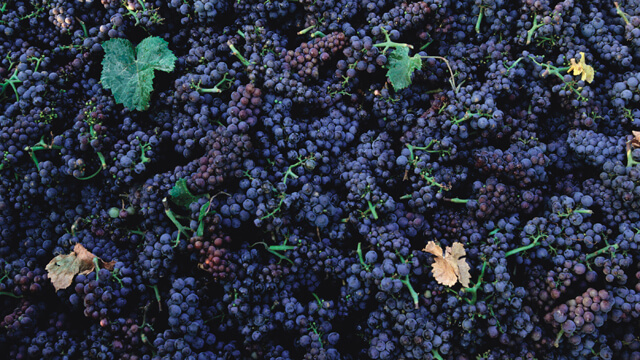 Rabastens winery case story 640x360