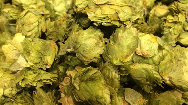 hops_640x360.jpg